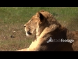 Lion 1 934